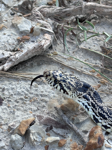 Bullsnake