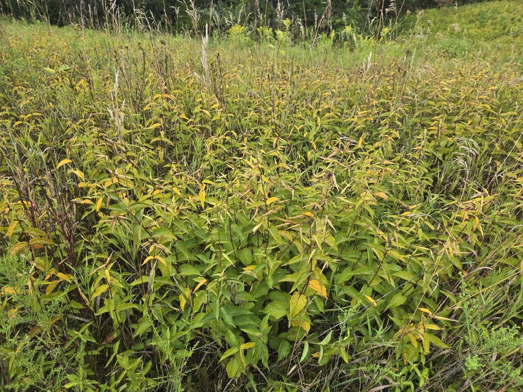 Vincetoxicum rossicum; photograph (c) Erica Barkley, some rights reserved (CC BY)