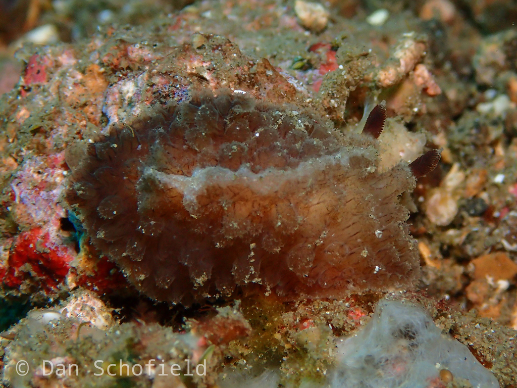 Ridged Granulated Dorid