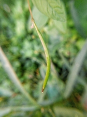 Cleome rutidosperma