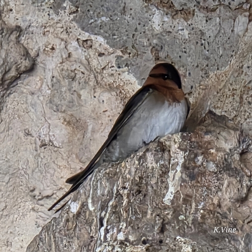 Welcome Swallow