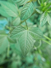 Cleome rutidosperma