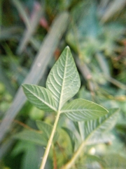 Cleome rutidosperma