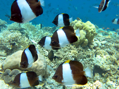 Brown-And-White Butterflyfish photo 4