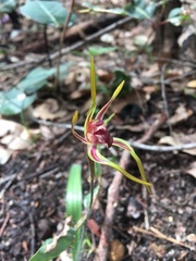 Caladenia arrecta