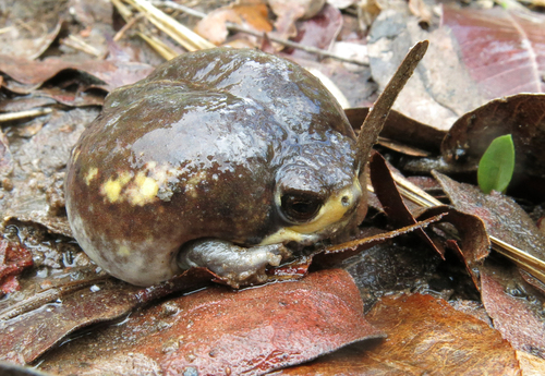 Power's Rain Frog, Breviceps poweri