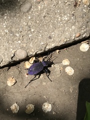 Carabus scabrosus tauricus