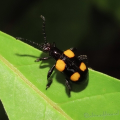 Lilioceris quadripustulata