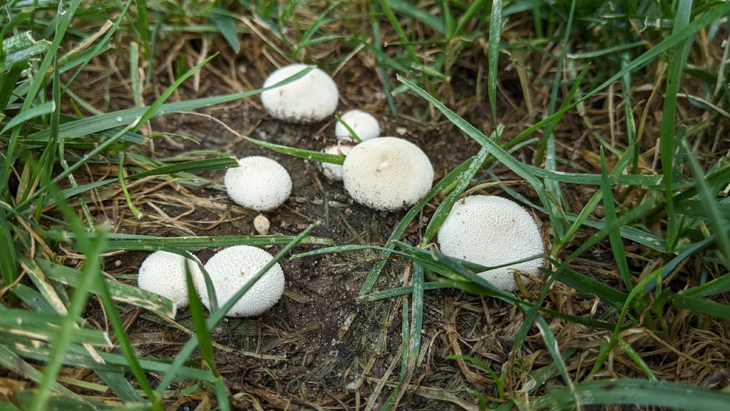 common puffball · August 2026 · photo: Photo: (c) Maria Aghazarian, some rights reserved (CC BY) · iNaturalist
