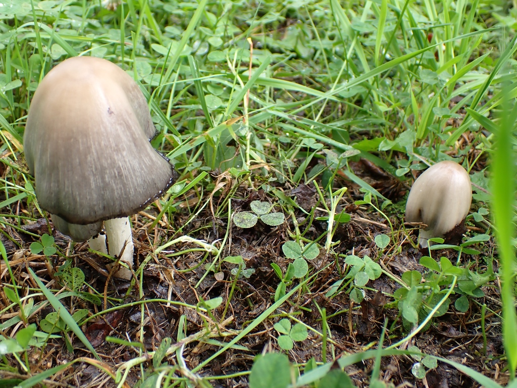 Common Ink Cap · August 2026 · photo: Photo: no rights reserved · iNaturalist
