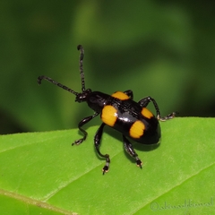 Lilioceris quadripustulata