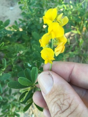 Crotalaria medicaginea