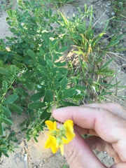 Crotalaria medicaginea