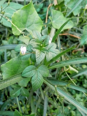 Cleome rutidosperma