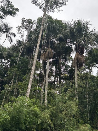 Mauritia flexuosa, photograph 2