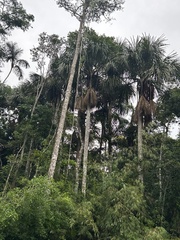 (c) Thomaz de Carvalho Callado, some rights reserved (CC BY) Mauritia flexuosa, photograph (c) Thomaz de Carvalho Callado, some rights reserved (CC BY)