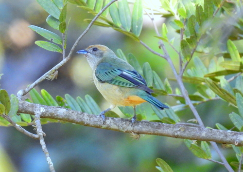 Burnished-buff Tanager