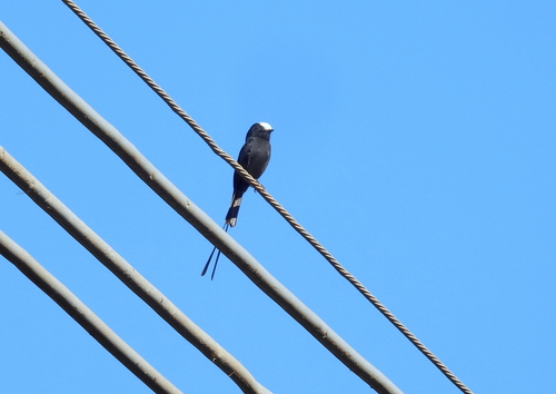 Long-tailed Tyrant