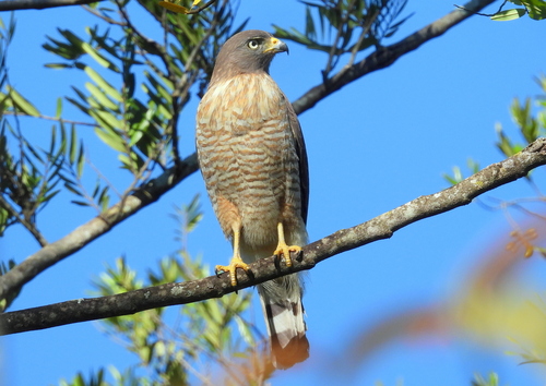 Roadside Hawk