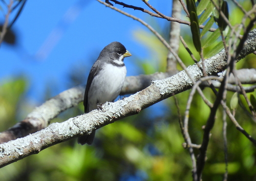 Double-collared Seedeater
