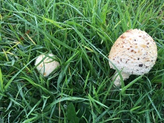 Saproamanita foetidissima