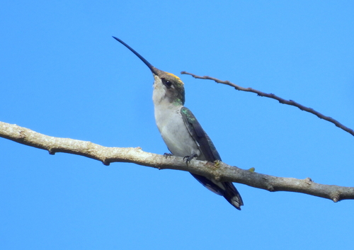 Blue-tufted Starthroat