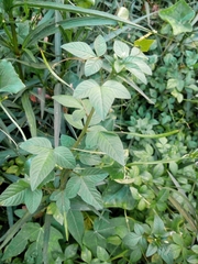 Cleome rutidosperma