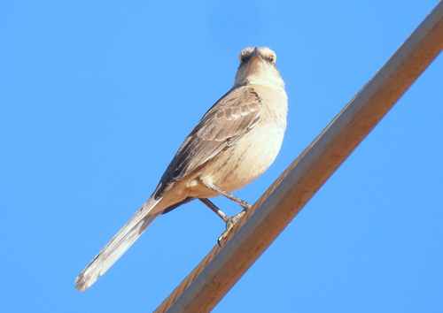 Chalk-browed Mockingbird
