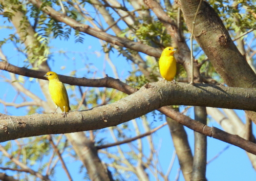 Saffron Finch