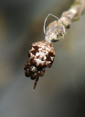 Phoroncidia quadrata