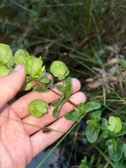 Hypericum crux-andreae, photograph author not stated, no rights reserved