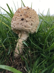 Saproamanita foetidissima