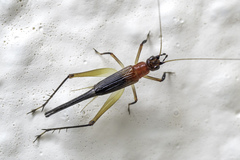 Homoeoxipha lycoides