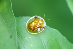 Aspidimorpha furcata