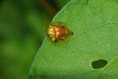 Aspidimorpha furcata