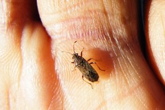 Rhypodes