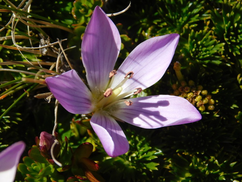 Gentianella cerastioides, photograph 1