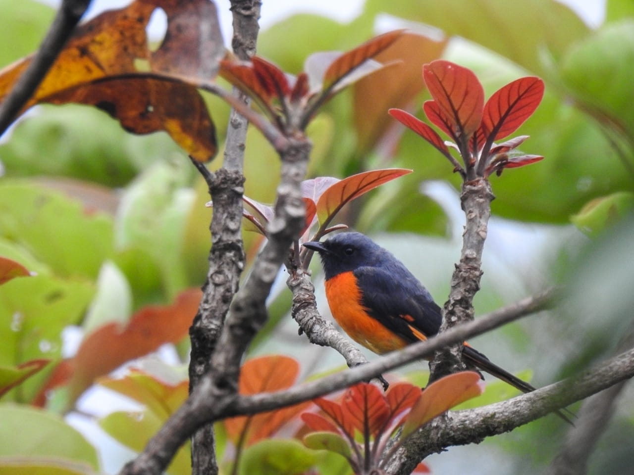Scarlet Minivet
