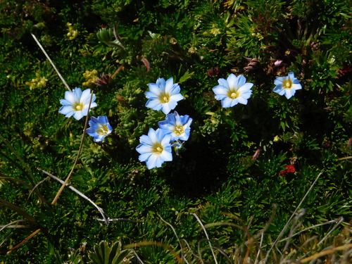 Gentiana sedifolia, photograph 5