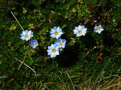 (c) Pablo Bombín, some rights reserved (CC BY) Gentiana sedifolia, photograph (c) Pablo Bombín, some rights reserved (CC BY)
