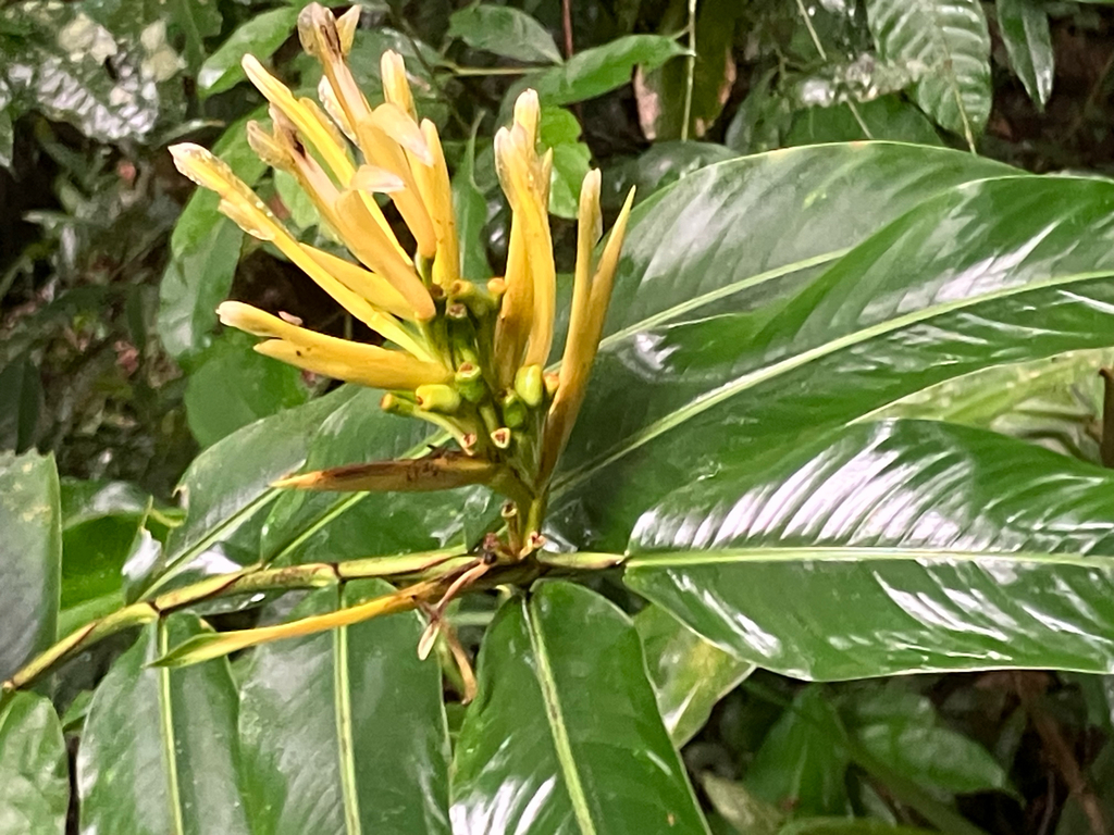 Heliconia longiflora; photograph (c) River Ahlquist, some rights reserved (CC BY)
