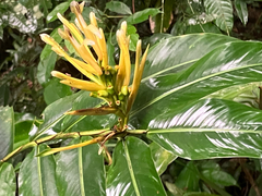 Heliconia longiflora