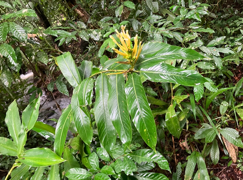Heliconia longiflora, photograph 1