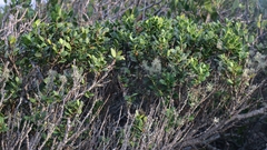 Robsonodendron maritimum