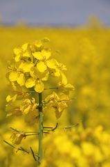 Brassica napus napus