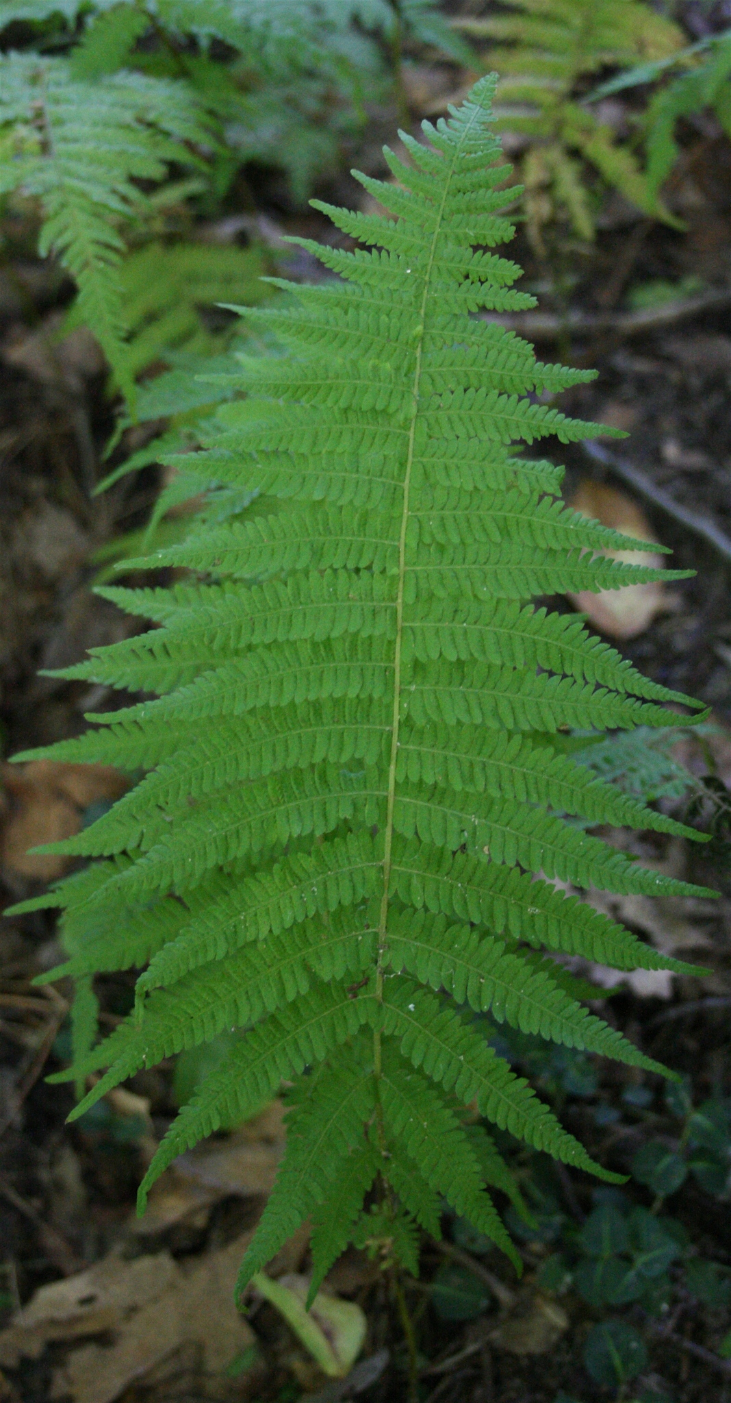 Parathelypteris