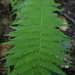 New York Fern - Photo (c) Cody Hough, some rights reserved (CC BY-NC-SA)