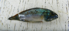 Apistogramma trifasciata