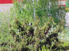 Corvus cornix