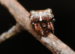 Phoroncidia quadrata